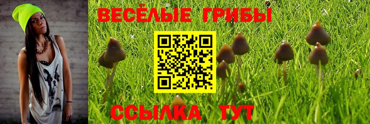 Псилоцибиновые грибы Cubensis  Вход с VPN  Черногорск 